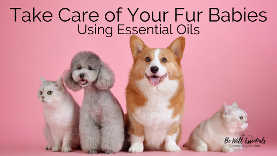 Take Care of Your Fur Babies Using Essential Oils